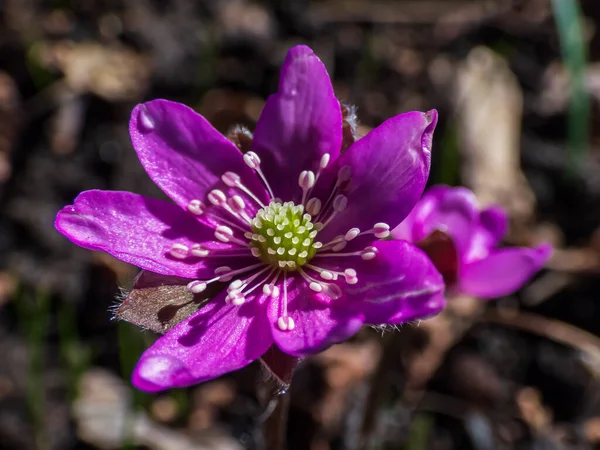 Közelkép Első Tavaszi Vadvirág Amerikai Liverwort Anemone Hepatica Sötét Homályos — Stock Fotó
