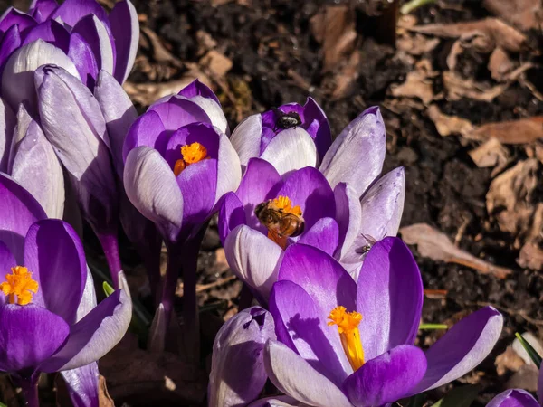 春に花粉を採集する蜂 Apis Mellifera と一緒に花を咲かせる紫色の春のクロコダイル Crocus Verus のマクロショット 春の虫年の最初の花粉源 — ストック写真