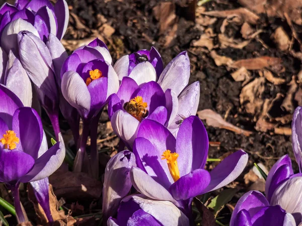 春に花粉を採集する蜂 Apis Mellifera と一緒に花を咲かせる紫色の春のクロコダイル Crocus Verus のマクロショット 春の虫年の最初の花粉源 — ストック写真