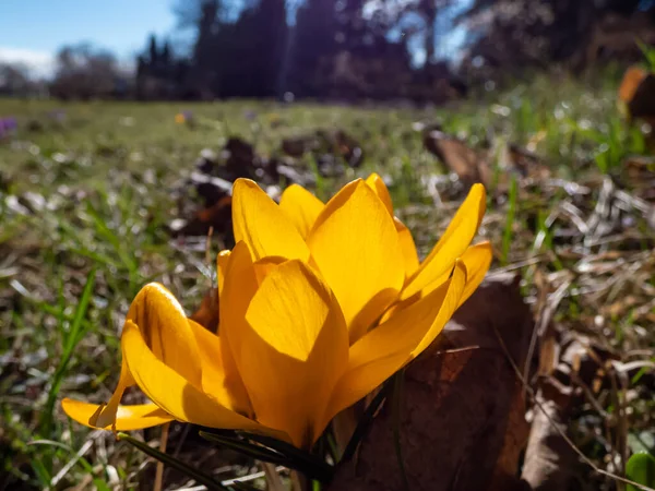 Prachtige Macro Shot Van Fel Gele Lente Krokussen Crocus Vernus — Stockfoto