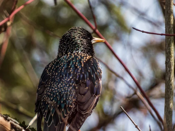 Yaygın Sığırcık Avrupa Sığırcıklarının Sturnus Vulgaris Baharın Erken Saatlerinde Metalik — Stok fotoğraf