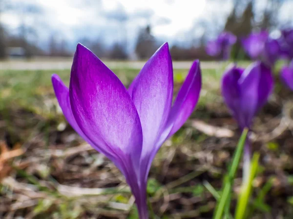 早春に 明るいバックライトを持つ明るい紫色の春のクロッカス Crocus Verus の美しいマクロショット — ストック写真