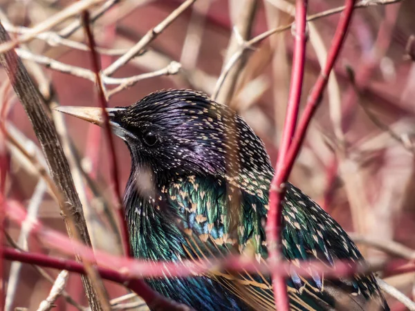 Zbliżenie Głowy Szpaka Pospolitego Lub Szpaka Europejskiego Sturnus Vulgaris Naciskiem — Zdjęcie stockowe