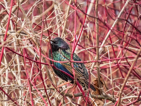 在早春的时候 普通的星空或欧洲的星空 Sturnus Vulgaris 的特写照片 它们栖息在一个长有美丽五彩斑斓羽毛的灌木丛中 阳光下闪烁着金属光泽 — 图库照片