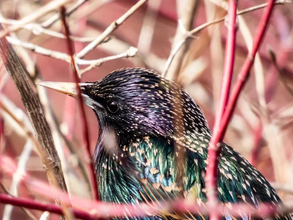 Gros Plan Tête Étourneau Commun Étourneau Européen Sturnus Vulgaris Mettant — Photo