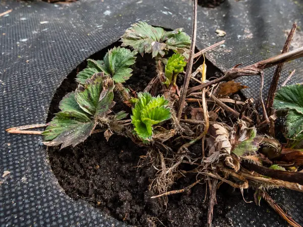 Primo Piano Della Pianta Fragola Giardino Fragaria Ananassa Che Inizia — Foto Stock