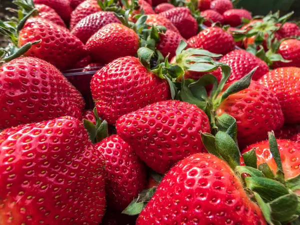 Makroaufnahme Detaillierter Roter Reifer Erdbeeren Mit Grünen Blättern Schachteln Obst — Stockfoto