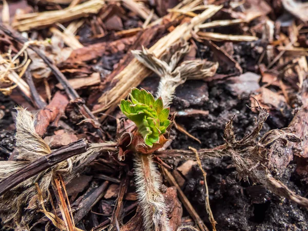 Közel Garden Eper Növény Fragaria Ananassa Kezd Növekedni Után Alvás — Stock Fotó