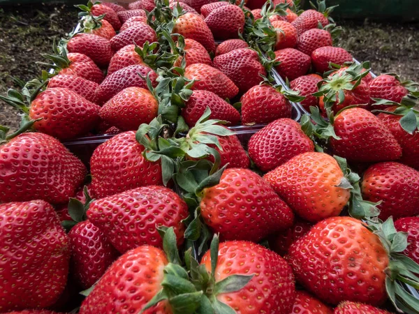 Makroaufnahme Detaillierter Roter Reifer Erdbeeren Mit Grünen Blättern Einer Schachtel — Stockfoto