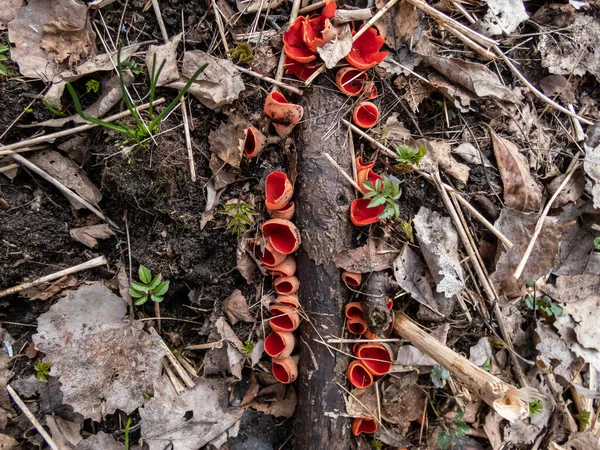 春上旬に湿った生息地の葉のゴミの間で落ちた枝に成長するカップ型の真菌緋色のエルフカップ Sarcoscypha Austriaca 果実体 — ストック写真