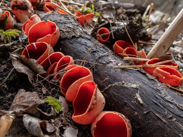 Bardak Şeklindeki Mantar Kırmızısı Elfcup Sarcoscypha Austriaca Meyve Gövdeleri Bahar — Stok fotoğraf