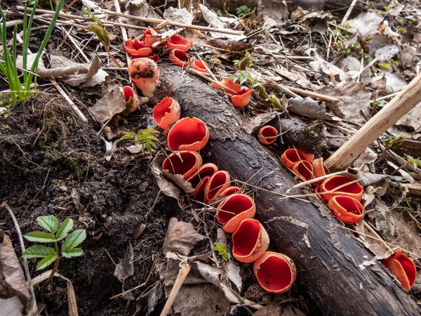 Cup Shaped Fungus Scarlet Elfcup Sarcoscypha Austriaca Fruit Bodies Growing — Stock Photo, Image