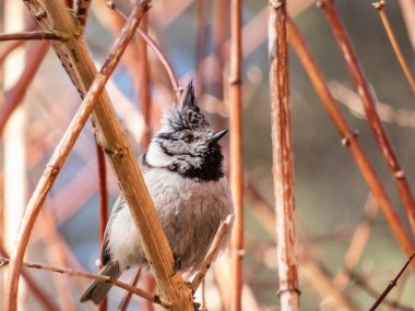 Beautiful close up shot of grey songbird - the European crested tit (Lophophanes cristatus) sitting on a red and brown branch in a bush in the early spring. Warm toned, colorful and blured bokeh background