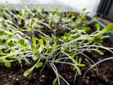 Macro shot of Iceberg veya Crisphead marulu (Lactuca sativa var. Capitata Iceberg) Pencere kenarındaki plastik kapta fidanlar yetişiyor. Kapalı alanda bahçıvanlık, filizlenme ve sebze yetiştirme