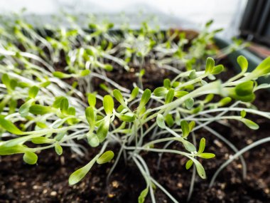 Macro shot of Iceberg veya Crisphead marulu (Lactuca sativa var. Capitata Iceberg) Pencere kenarındaki plastik kapta fidanlar yetişiyor. Kapalı alanda bahçıvanlık, filizlenme ve sebze yetiştirme