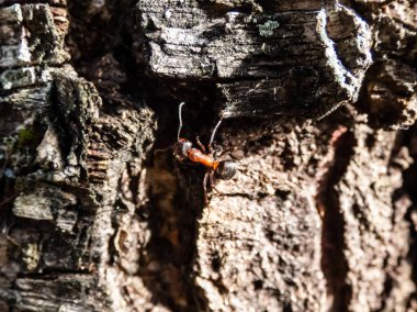 Huş ağacı kabuğunda kırmızı ahşap karınca, güney ahşap veya at karıncaları (Formica rufa) makro görüntüsü