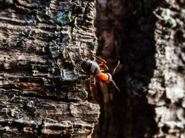 Huş ağacı kabuğunda kırmızı ahşap karınca, güney ahşap veya at karıncaları (Formica rufa) makro görüntüsü