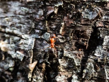 Huş ağacı kabuğunda kırmızı ahşap karınca, güney ahşap veya at karıncaları (Formica rufa) makro görüntüsü