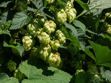 Güneş ışığında koni şeklindeki meyvelerle ortak atlamaya (Humulus lupulus) tırmanmak. Bira demlemede ana ve en yaygın bitki. Saç bakımında kullanılan bitki.
