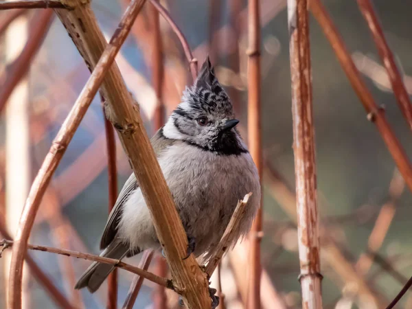 Beautiful Close Shot Grey Songbird European Crested Tit Lophophanes Cristatus —  Fotos de Stock