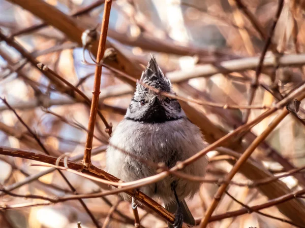 Beautiful Close Shot Grey Songbird European Crested Tit Lophophanes Cristatus —  Fotos de Stock