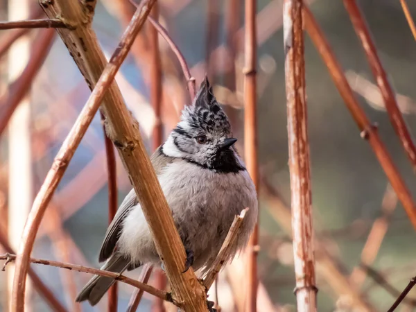 Beautiful Close Shot Grey Songbird European Crested Tit Lophophanes Cristatus — Photo