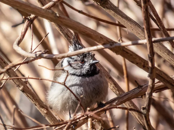 Beautiful Close Shot Grey Songbird European Crested Tit Lophophanes Cristatus — Stockfoto
