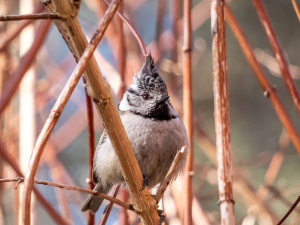 Beautiful Close Shot Grey Songbird European Crested Tit Lophophanes Cristatus — 스톡 사진