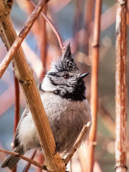 Schöne Nahaufnahme Des Grauen Singvogels Der Europäischen Haubenmeise Lophophanes Cristatus — Stockfoto