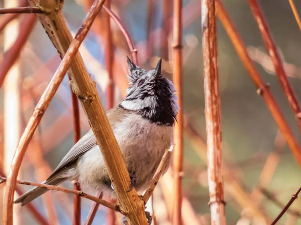 Beautiful Close Shot Grey Songbird European Crested Tit Lophophanes Cristatus — Stockfoto