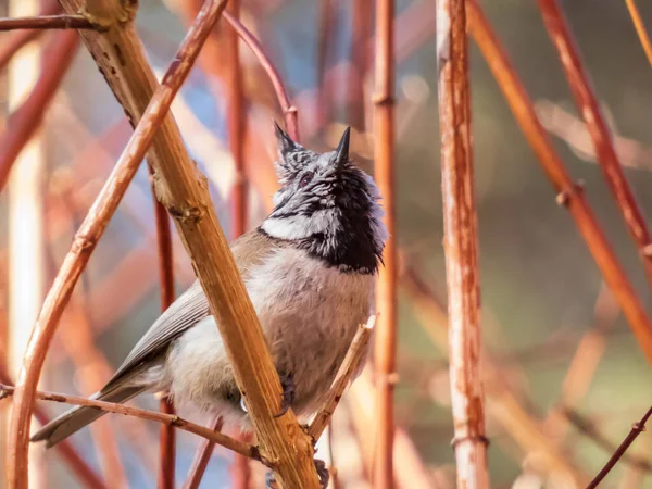 Beautiful Close Shot Grey Songbird European Crested Tit Lophophanes Cristatus —  Fotos de Stock