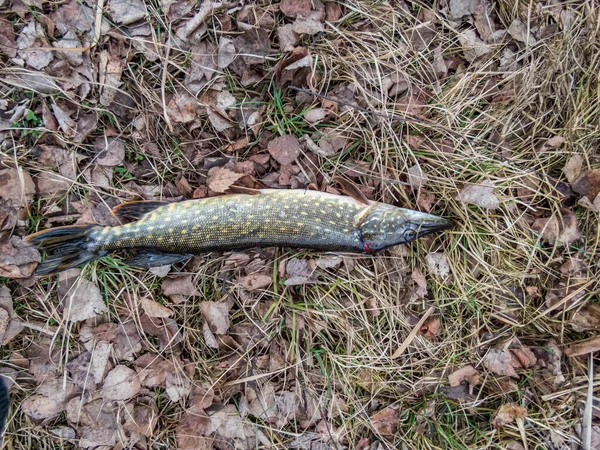 Big Northern Pike Esox Lucius Cought Fishing Lying Ground Early — Stock Photo, Image