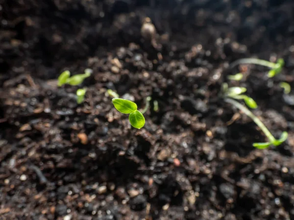 種子からパセリを栽培します 窓辺のプラスチックポットで成長しているパセリ Petroselinum Cripum の苗のマクロショット 屋内園芸と発芽の概念 — ストック写真
