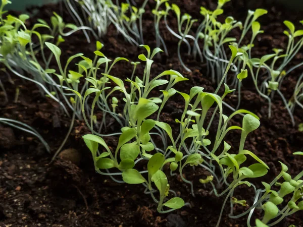 Cultivar Verduras Hojas Partir Semillas Macro Disparo Plántulas Pequeñas Que — Foto de Stock