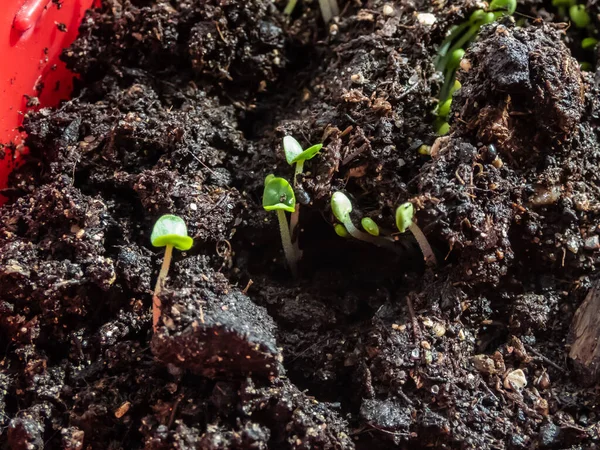 Cultivo Rúcula Rúcula Partir Semillas Macro Rucola Eruca Vesicaria Plántulas — Foto de Stock