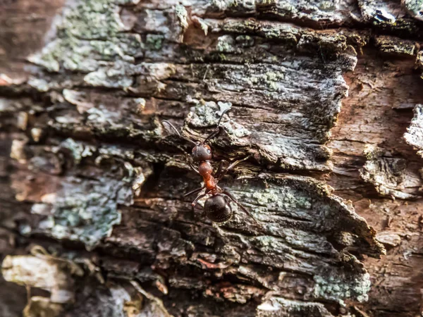 Μακρό Πλάνο Κόκκινου Μυρμηγκιού Νότιου Ξύλου Μυρμηγκιού Formica Rufa Φλοιό — Φωτογραφία Αρχείου