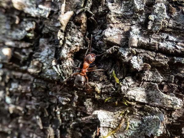 Μακρό Πλάνο Κόκκινου Μυρμηγκιού Νότιου Ξύλου Μυρμηγκιού Formica Rufa Φλοιό — Φωτογραφία Αρχείου