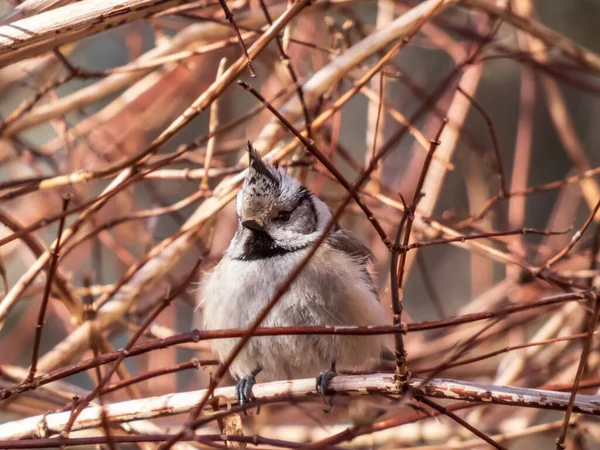 Beautiful Close Shot Grey Songbird European Crested Tit Lophophanes Cristatus — Zdjęcie stockowe