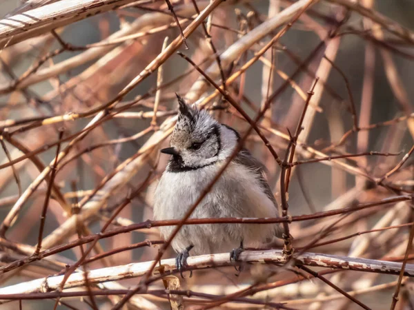 Beautiful Close Shot Grey Songbird European Crested Tit Lophophanes Cristatus —  Fotos de Stock