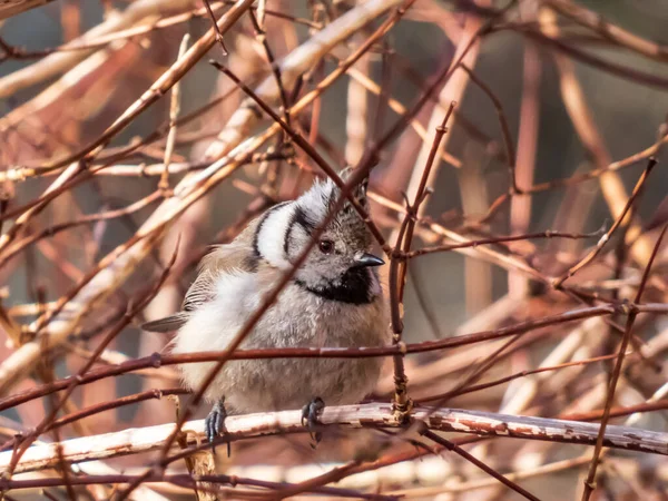 Beautiful Close Shot Grey Songbird European Crested Tit Lophophanes Cristatus — Fotografia de Stock