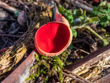 Cup-shaped fungus scarlet elfcup (Sarcoscypha austriaca) fruit body growing on fallen pieces of dead hardwood on ground in damp habitat in early spring clipart