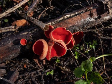 Bardak şeklindeki mantar kırmızısı elfcup (Sarcoscypha austriaca) meyve gövdeleri nemli bir yaşam ortamında zeminde düşen ölü parke parçaları üzerinde büyür.