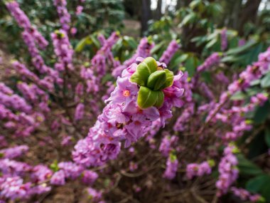 İlkbaharın başlarında çıplak saplar üzerinde yeşil yapraklar beliren dört parçalı pembe ve açık mor güçlü kokulu Mezereon çalısı çiçekleri (Daphne mezereum).