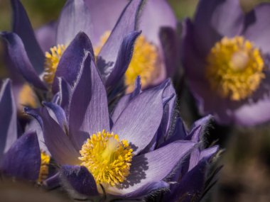 Baharın başında çan şeklinde, doğu pasqueflower veya kesme yapraklı anemonun mor çiçekleri (Pulsatilla patens) makro çekimi