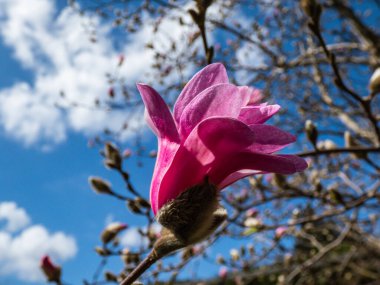 Yıldız manolyasının pembe yıldız şeklinde çiçekleri - Magnolia stellata ilkbaharın başlarında mavi gökyüzü ile birlikte güneş ışığı altında. Güzel çiçekli bahar arkaplanı