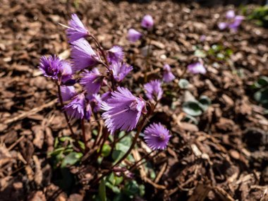 İlkbaharın başında büyüleyici, her daim yeşil renkli, mor, fırfırlı yapraklı menekşe çan çiçekleri - Alp kar zili veya mavi ay otu (Soldanella alpina))