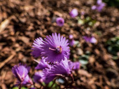 İlkbaharın başında büyüleyici, her daim yeşil renkli, mor, fırfırlı yapraklı menekşe çan çiçekleri - Alp kar zili veya mavi ay otu (Soldanella alpina))