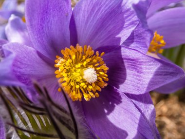 Baharın başında çan biçimli, Doğu pasqueflower veya Cutleaf anemone 'nin mor çiçeği (Pulsatilla patens) Macro shot' ı. Altın sarısı, polenli.