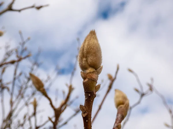 Närbild Stängda Magnoliaträd Knoppar Tidigt Våren Knoppar Täckta Med Mjuka — Stockfoto