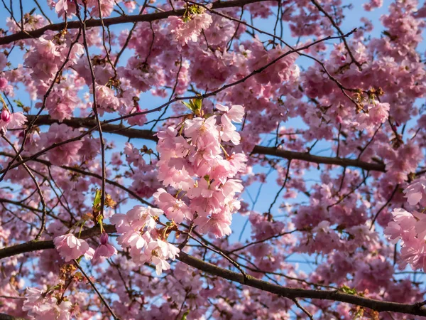 Rüya gibi pembe kiraz çiçeklerine yakın. Japon pembe sakura çiçekleri çiçek açıyor ve mavi bir gökyüzünün altında çiçek açıyor. Narin ve romantik bahar çiçekleri.